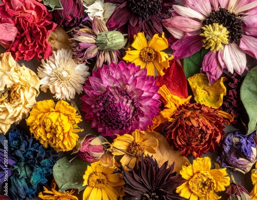 Dried flowers vibrant color mix