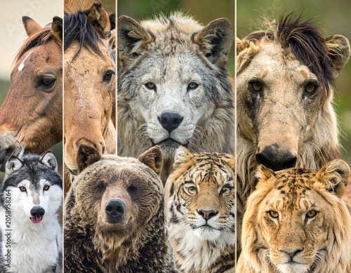 Diverse wild and domestic mammals