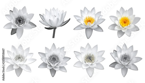 Eight white lotuses