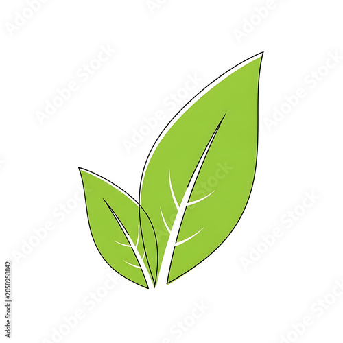 Two green leaves isolated on white background with botanical environment vegetation agriculture