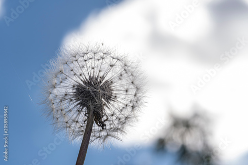 Detailed macro photograph of a dandelion seed head in sharp focus against a bright summer sky. The composition features ample copy space. Symbolizing hope, wishes and new beginnings. Selective focus.