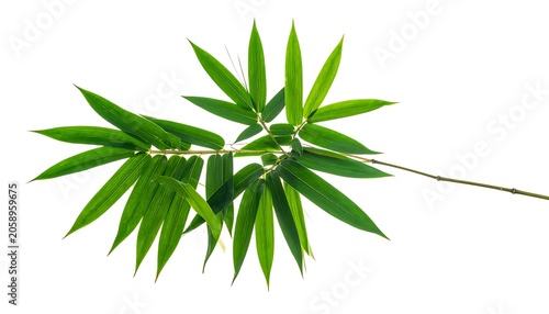Green bamboo leaves (1)