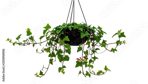 Hanging plant with vibrant green leaves cascading down, isolated against a stark white background