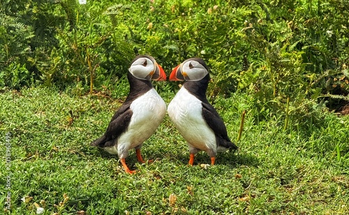 Puffins on Skomer island.