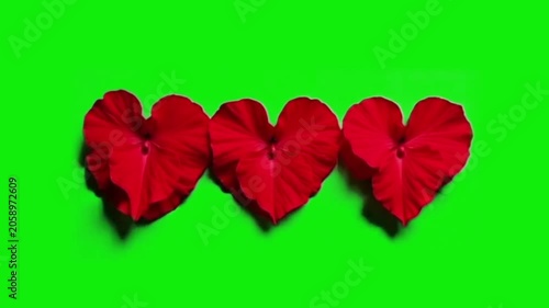 Red heart shaped leaves on chroma key green screen background