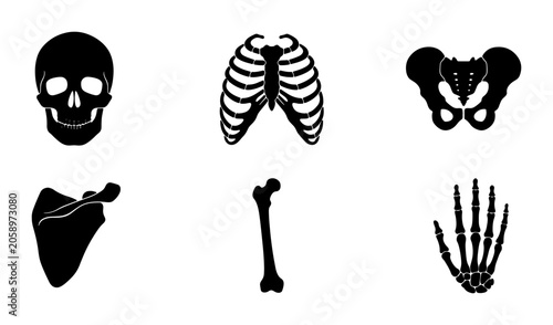 Photos Anatomical Skeleton Icons, Human Bone Illustrations, Medical Science Vector Grap