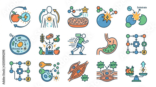 Obraz na plátně Metabolism and Energy Production Icons Set.