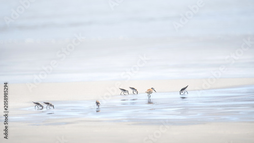 Dunlins  (Calidris alpina)