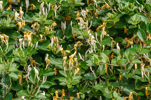 Blooming Honeysuckle Vine with Yellow and White Flowers