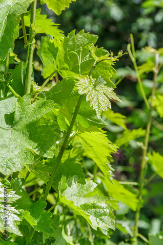 Sunlit Grapevine Leaves and Young Shoots in Vineyard