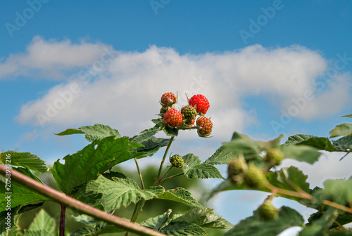 Unripe Raspberries Growing on Bush Against Blue Sky