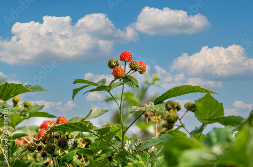 Unripe Raspberries Growing on Bush Against Blue Sky