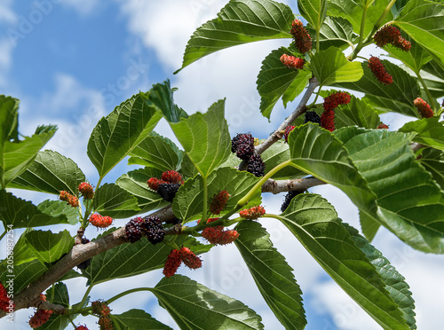 Mulberry Branch with Ripe and Unripe Berries Against Blue Sky