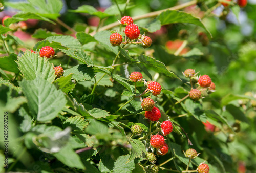 Wild Raspberries Ripening on Bush in Natural Sunlight