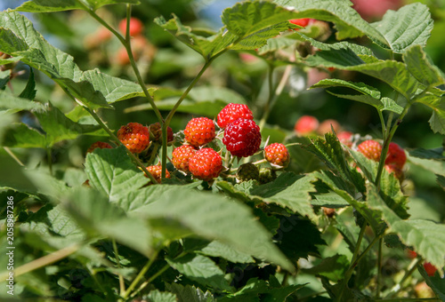 Wild Raspberries Ripening on Bush in Natural Sunlight