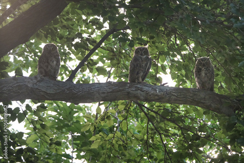 Fotografie Great horned owlet siblings perched on a tree branch together in the morning sun