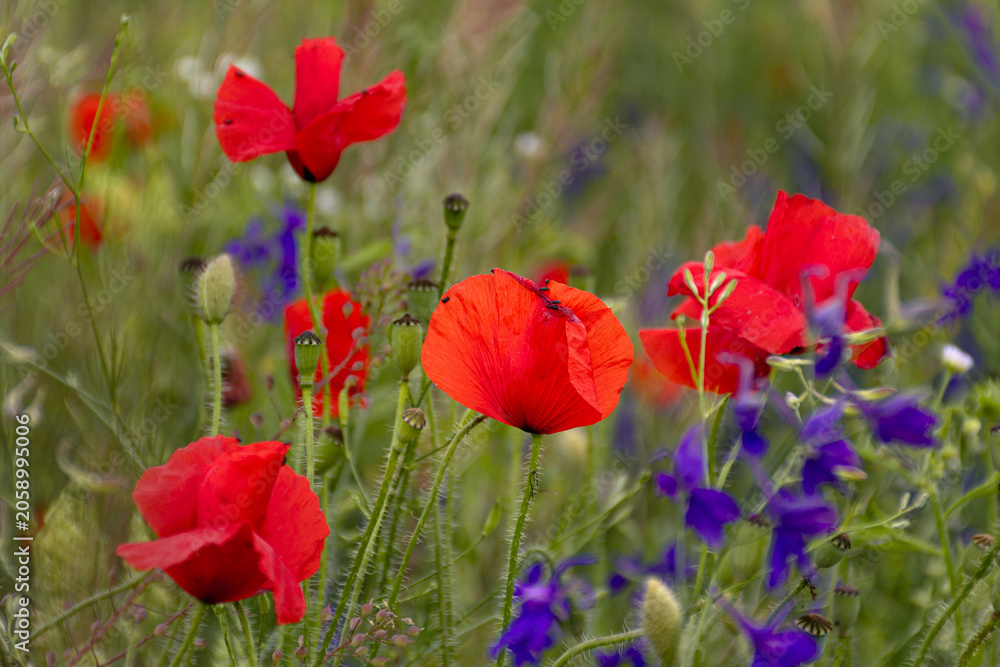 Fototapeta premium Red poppy flowers among wildflowers with soft natural background
