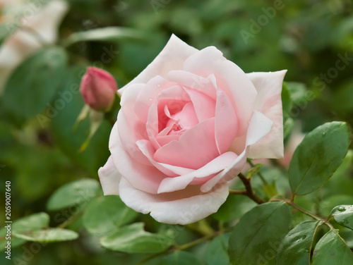 pink rose with water drops
