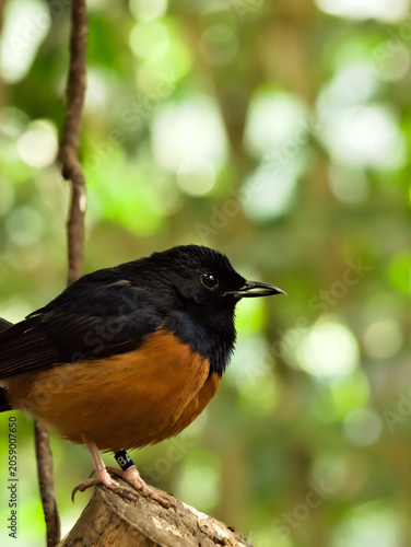 White-rumped shama