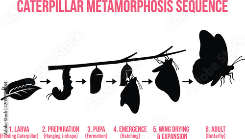 Fotografie Caterpillar metamorphosis sequence illustration life cycle of a butterfly