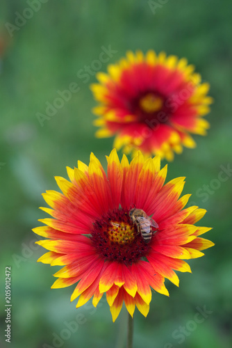Gaillardia flowers in the garden. A bee on gaillardia flowers.
