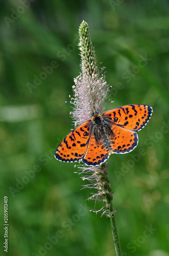 red spotted butterfly on a plantain flower in a meadow