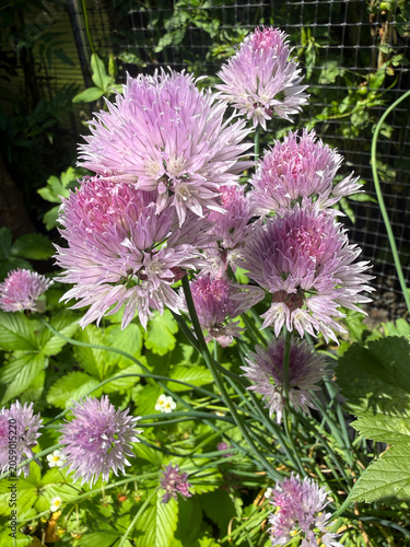 Chives, also known as Allium schoenoprasum, in flower