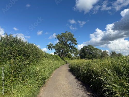 Narrow, single track lane on a sunny summer day. Somerset, England