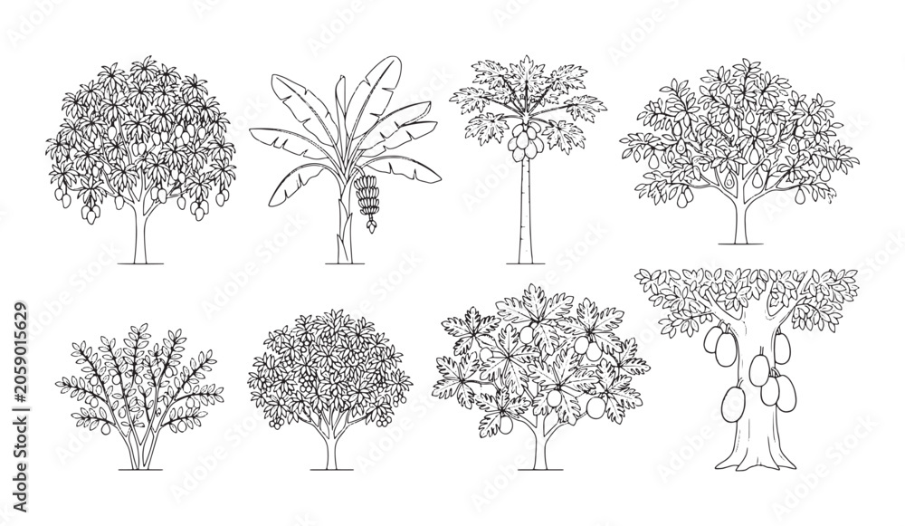 Fototapeta premium Hand Drawn Elevation Tropical Trees Set Vector Illustration for Architecture and Landscape Design