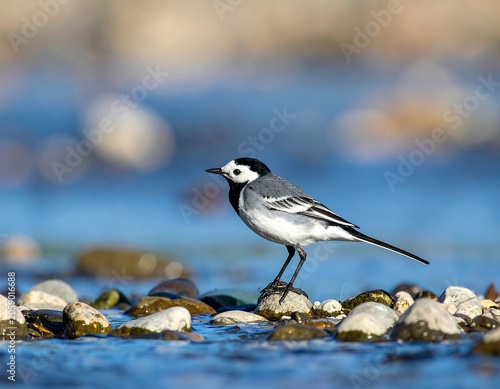 A small bird with a white face and gray wings stands on rocks in shallow water
