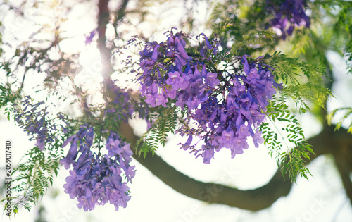 Jacaranda tree blooming violet flowers closeup, beautiful ornamental tree with blue flowers, summer park	