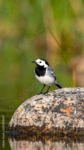 A small black and white bird perches on a large speckled rock near water