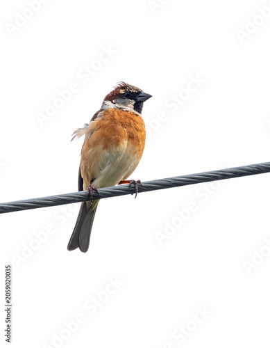 A small brown bird perches on a thin black wire against a white background