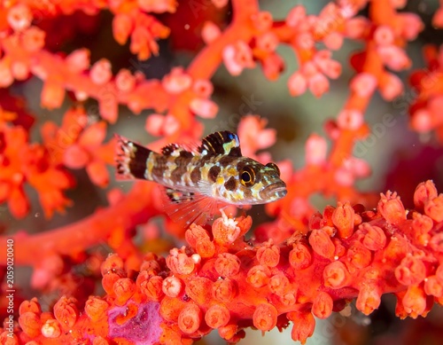 A small, brown, and white striped fish on a vibrant red coral