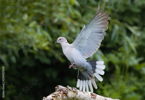 Eurasian collared dove, Streptopelia decaocto, with open wings landing on a branch against a blurred green background.