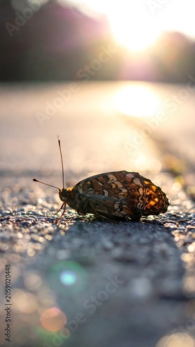A small, brown, speckled slug with antennae on a wet, gray road surface