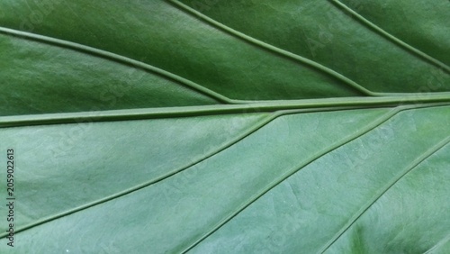Vászonkép Close-up of green leaf texture with prominent veins