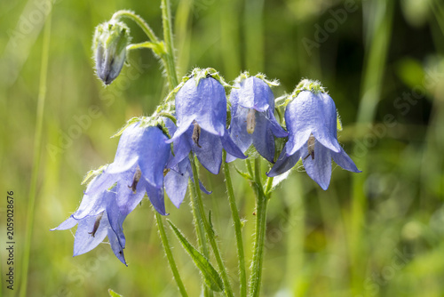 Εκτύπωση καμβά Blaue Glockenblumen auf sommerlicher Wildblumenwiese mit natürlichem Bokeh