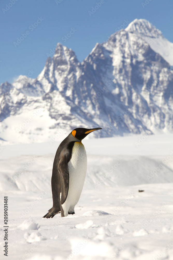 Fototapeta premium King penguin walking in snow