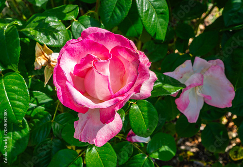 Details Pink Rose 3