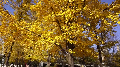 Golden Autumn Trees in Park Under Blue Sky