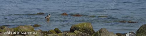einsame Ente an der Ostseeküste