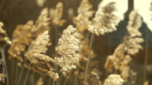 Golden Reed Grass in Warm Sunlight