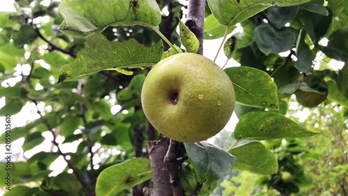 Green Apple Growing on Tree Among Lush Leaves