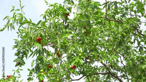 Fruit Tree Branches with Green Leaves and Red Berries