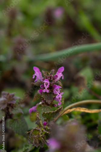Close-up of a wild purple dead-nettle flower Lamium purpureum in spring garden