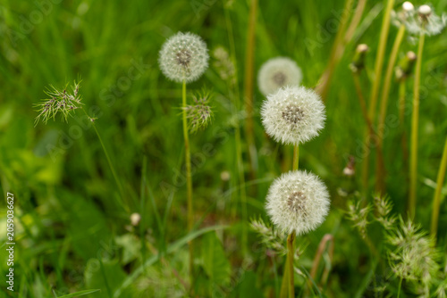 dandelion among green grass in summer garden