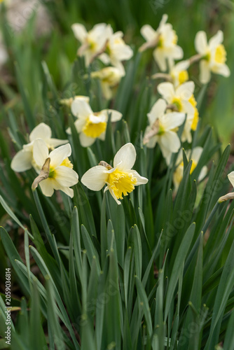 Common daffodils in a sunny spring garden