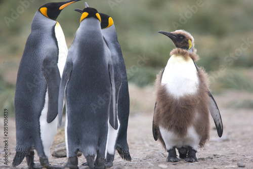 Konstfotografi A young king penguin on the verge of adulthood