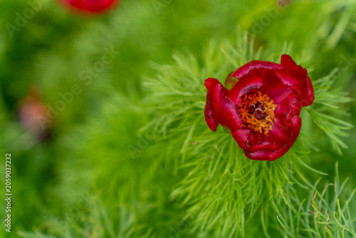 View of red flower of paeonia tenuifolia in spring garden
